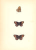 BUTTERFLIES. Scotch Argus (Morris) 1870 old antique vintage print picture