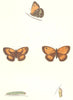 BUTTERFLIES. Small Meadow Brown (Morris) 1895 old antique print picture