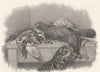 CATS. Cats. Cat Investigating shot game birds. Dead Game 1838 old print