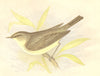 BIRDS. Willow Wrem (Anne Pratt) 1852 old antique vintage print picture