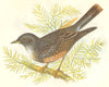 BIRDS. Alpine Accentor (Anne Pratt) 1852 old antique vintage print picture