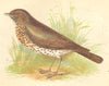 BIRDS. Thrush (Anne Pratt) 1852 old antique vintage print picture