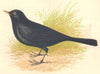 BIRDS. Black Bird (Anne Pratt) 1852 old antique vintage print picture