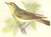 BIRDS. Wood Wren (Anne Pratt) 1852 old antique vintage print picture
