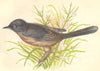 BIRDS. Warbler (Anne Pratt) 1852 old antique vintage print picture