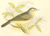 BIRDS. Garden Warbler (Anne Pratt) 1852 old antique vintage print picture