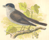 BIRDS. Blackcap (Anne Pratt) 1852 old antique vintage print picture