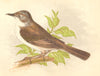 BIRDS. Whitethroat (Anne Pratt) 1852 old antique vintage print picture