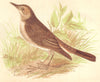 BIRDS. Nightingale (Anne Pratt) 1852 old antique vintage print picture