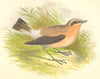 BIRDS. Wheatear (Anne Pratt) 1852 old antique vintage print picture