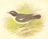 BIRDS. Whinchat (Anne Pratt) 1852 old antique vintage print picture