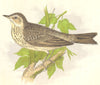 BIRDS. Tree Pipit (Anne Pratt) 1852 old antique vintage print picture