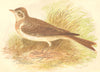 BIRDS. Skylark (Anne Pratt) 1852 old antique vintage print picture