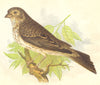 BIRDS. Corn Bunting (Anne Pratt) 1852 old antique vintage print picture