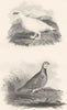 BIRDS. Red Legged Partridge and Ptarmigan. Rural Sports.  1812 old print