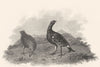 BIRDS. Black Grouse. Rural Sports 1812 old antique vintage print picture