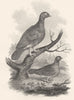 BIRDS. Wood Grouse. Rural Sports 1812 old antique vintage print picture