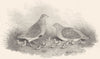 BIRDS. Partridges. With their young. Rural Sports 1812 old antique print