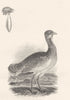 BIRDS. Bustard. Rural Sports 1812 old antique vintage print picture
