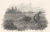 BIRDS. Woodcocks. Rural Sports 1812 old antique vintage print picture