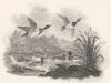 BIRDS. Wild Fowl. Wild Ducks. Pintail. Rural Sports 1812 old antique print