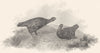 BIRDS. Red Grouse. Rural Sports 1812 old antique vintage print picture