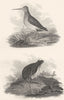 BIRDS. Great Lancashire & Common Snipe. Rural Sports  1812 old antique print