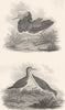BIRDS. Ruffs and Reeve. Rural Sports 1812 old antique vintage print picture