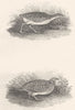 BIRDS. The Corn Crake & Quail. Land Rail Daker Hen. Rural Sports.  1812 print