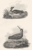 BIRDS. Teal and Jack Snipe. Rural Sports. Teal; Jack Snipe 1812 old print