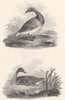 BIRDS. Grey and Black Goose. Rural Sports. Black Goose; Grey Goose 1812 print