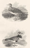 BIRDS. Golden Plover and Dotterel. Rural Sports 1812 antique print picture