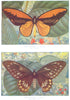 BUTTERFLIES. Croesus Male and Female. (Batchian) (Hutchinson) 1927 old print