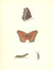 BUTTERFLIES. Morris Large Tortoise Shell (Morris) 1895 old antique print