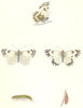 BUTTERFLIES. Chequered White (Morris) 1895 old antique vintage print picture