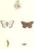 BUTTERFLIES. Chalk Hill Blue (Morris) 1895 old antique vintage print picture