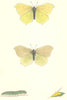 BUTTERFLIES. Brimstone (Morris) 1895 old antique vintage print picture