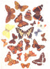 BRIT. BUTTERFLIES. 21 species. Fritillary; Tortoiseshell; Adm (Hutchinson) 1927