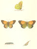 BUTTERFLIES. Clouded Yellow (Morris) 1895 old antique vintage print picture