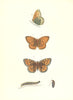 BUTTERFLIES. Dark Green Fritillary (Morris) 1895 old antique print picture