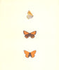BUTTERFLIES. Dark Underwing Copper (Morris) 1895 old antique print picture