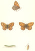 BUTTERFLIES. Gate Keeper (Morris) 1895 old antique vintage print picture