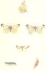 BUTTERFLIES. Green Veined (Morris) 1895 old antique vintage print picture