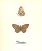 BUTTERFLIES. High Brown Fritillary (Morris) 1895 old antique print picture