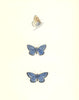 BUTTERFLIES. Large Blue (Morris) 1895 old antique vintage print picture