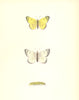 BUTTERFLIES. Pale Clouded Yellow (Morris) 1895 old antique print picture