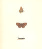 BUTTERFLIES. Pearl Bordered Fritillary (Morris) 1895 old antique print picture