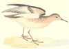 BIRDS. Buff- Breasted Sandpiper. (Morris) 1880 old antique print picture