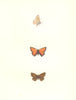 BUTTERFLIES. Purple Edged Copper (Morris) 1895 old antique print picture