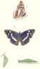 BUTTERFLIES. Purple Emperor (Morris) 1895 old antique vintage print picture